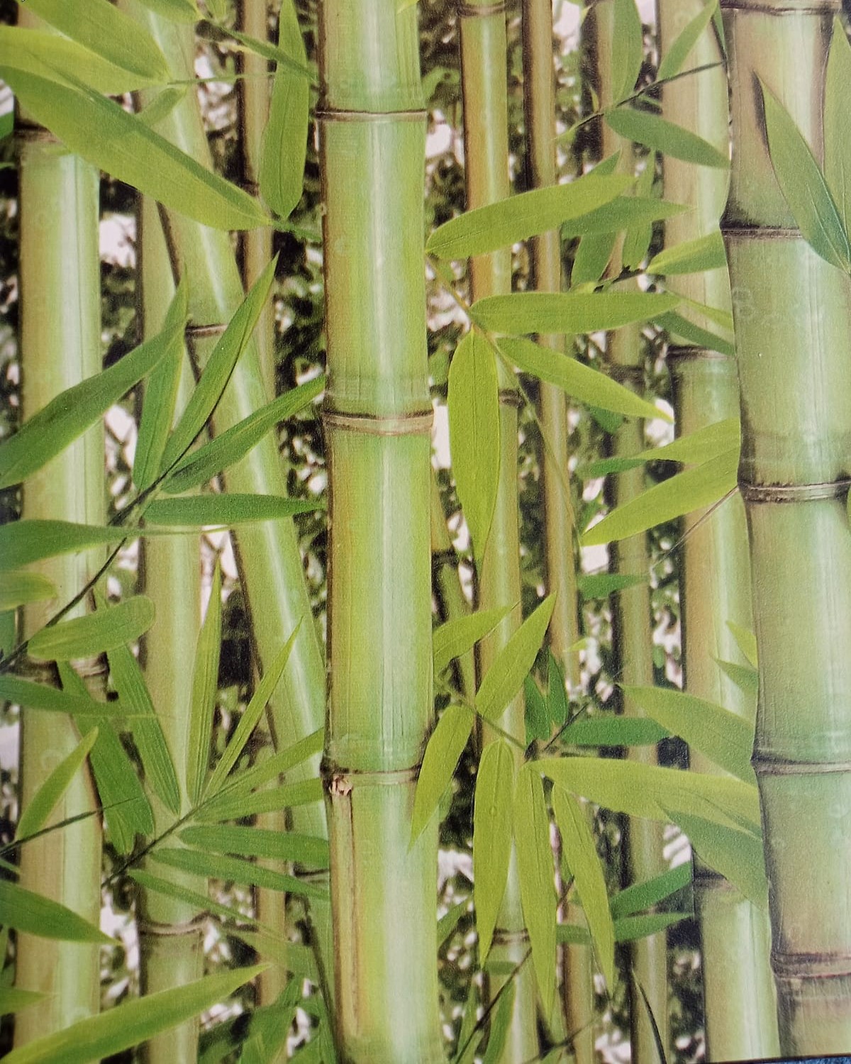 WALL FASHION Home and Office Wallpaper